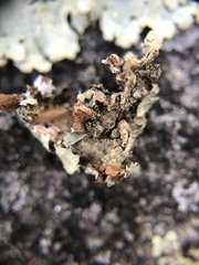 Xanthoparmelia subramigera