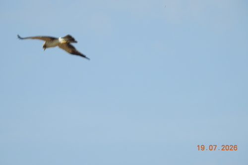 Booted Eagle
