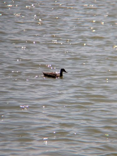 iNaturalist observation photo of Ducks, Geese, and Swans