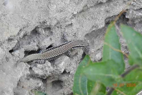 Common Wall Lizard