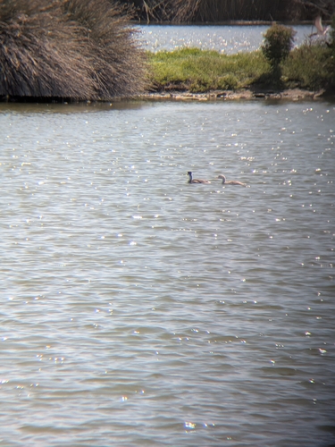 iNaturalist observation photo of Western and Clark's Grebes