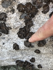 Lasallia pensylvanica