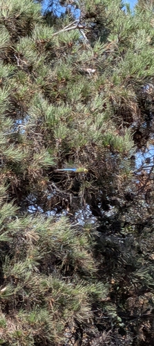 iNaturalist observation photo of Common Green Darner