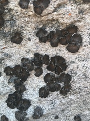 Lasallia pensylvanica