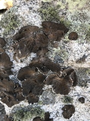 Lasallia pensylvanica