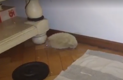 Atelerix albiventris × Atelerix algirus