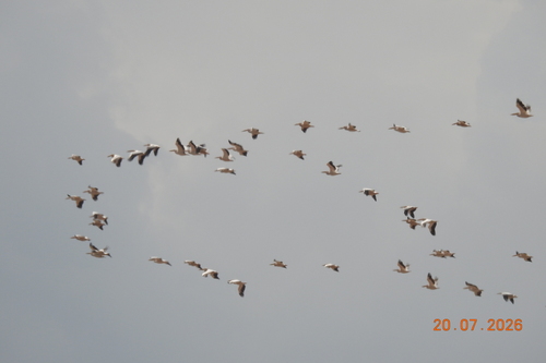 Great White Pelican