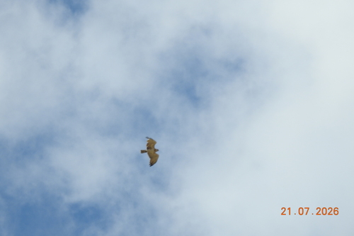 Short-toed Snake-Eagle