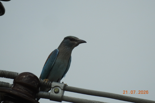 European Roller