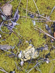 Tortella squarrosa