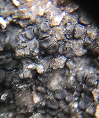 Sarcogyne similis