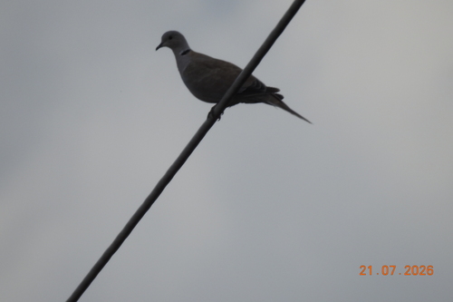 Eurasian Collared-Dove