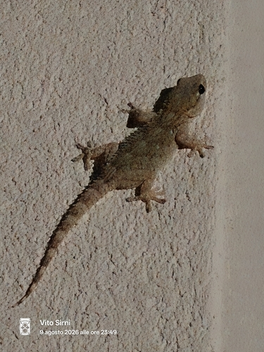 Moorish Gecko