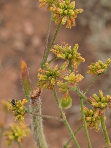 Winged Buckwheat