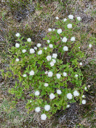 Spiraea stevenii, photograph 2