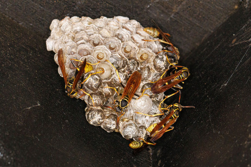 Western Paper Wasp photo 5
