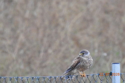 Eurasian Kestrel
