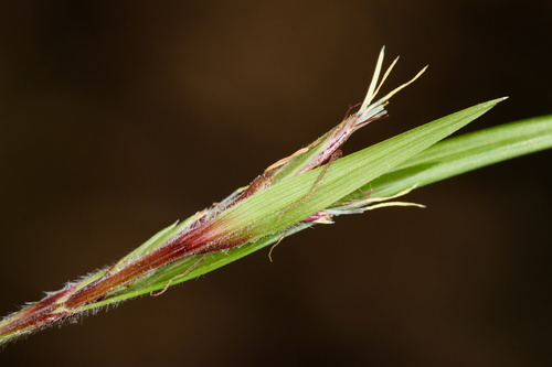 Scleria oligantha