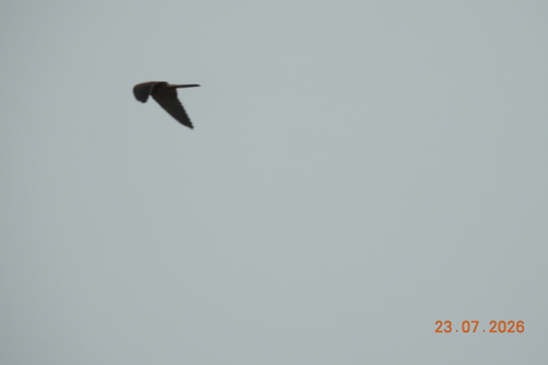 Eurasian Kestrel