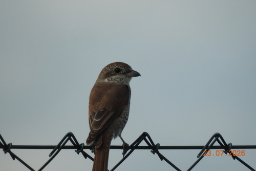 Red-backed Shrike