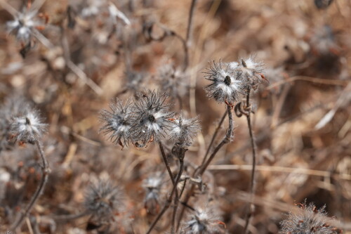 Trifolium hirtum, photograph 4