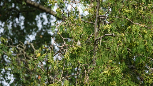 Eurasian Siskin