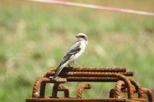 Lesser Grey Shrike