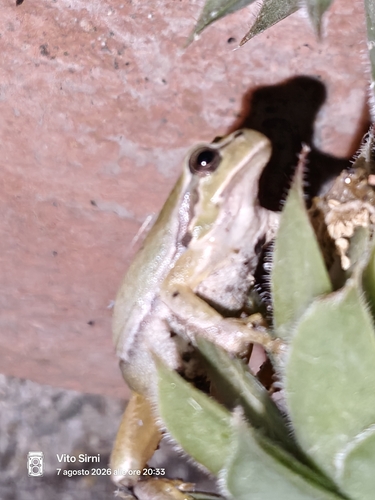 Italian Tree Frog