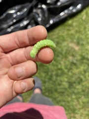 Phosphila miselioides