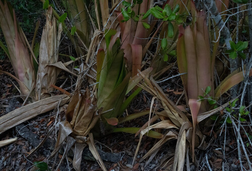 Aechmea pineliana, photograph 6