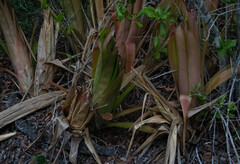 Aechmea pineliana, photograph author not stated, no rights reserved