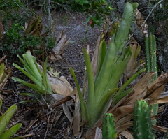 author not stated, no rights reserved Aechmea pineliana, photograph author not stated, no rights reserved