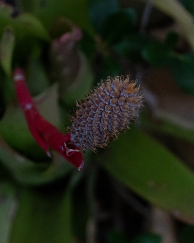 Aechmea pineliana, photograph 2