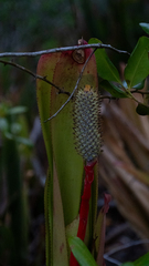 author not stated, no rights reserved Aechmea pineliana, photograph author not stated, no rights reserved