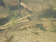 Macrobrachium formosense