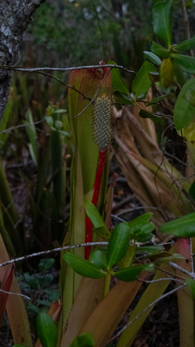 Aechmea pineliana, photograph 1