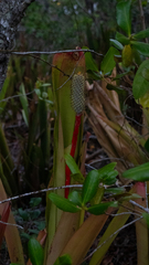 author not stated, no rights reserved Aechmea pineliana, photograph author not stated, no rights reserved