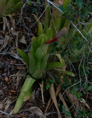 author not stated, no rights reserved Aechmea pineliana, photograph author not stated, no rights reserved