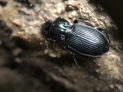 Pterostichus stygicus
