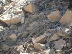 Sceloporus tristichus