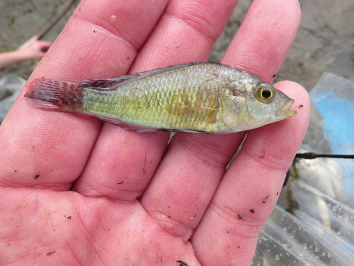 Bloyet's haplo (Astatotilapia bloyeti) — Cichlidae