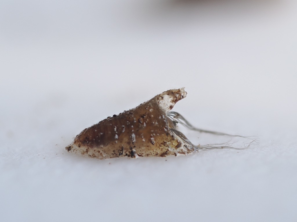 Piper's Black Fly