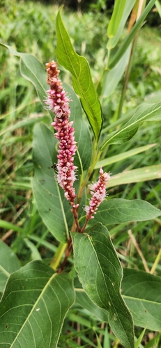 longroot smartweed