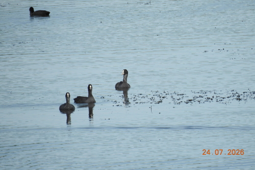 Eurasian coot