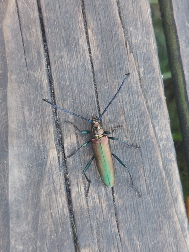 Musk beetle