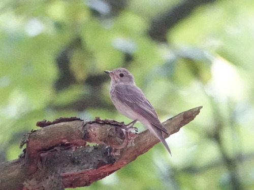 Papamoscas gris (Muscicapa striata)