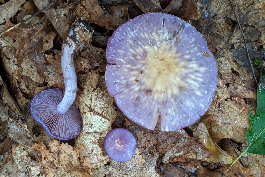 Viscid Violet Cort · August 2026 · photo: Photo: (c) Kristof Zyskowski, some rights reserved (CC BY) · iNaturalist