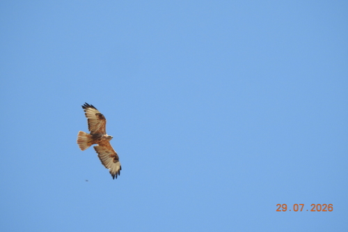 Long-legged Buzzard