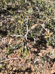 Ceanothus cordulatus