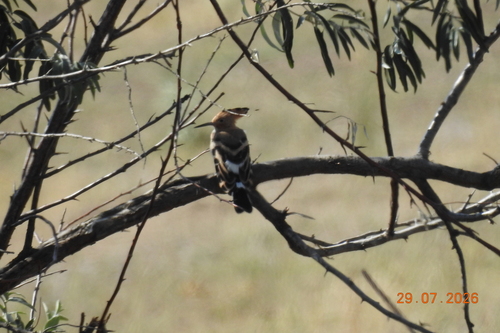 Common Hoopoe